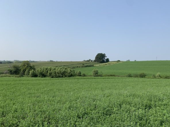 Level Land with Blue Sky and Lots of Greenery