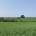 Level Land with Blue Sky and Lots of Greenery